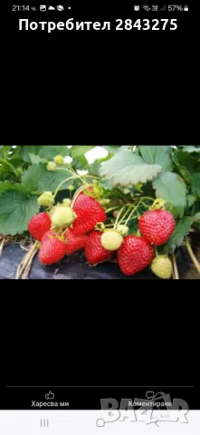 Разсад ягоди , снимка 7 - Сортови семена и луковици - 49684298