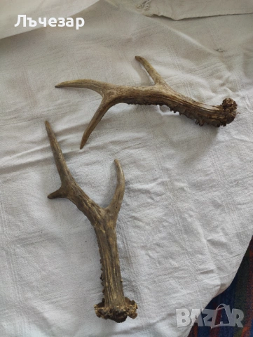 Малки еленски рога, снимка 2 - Други - 53406193