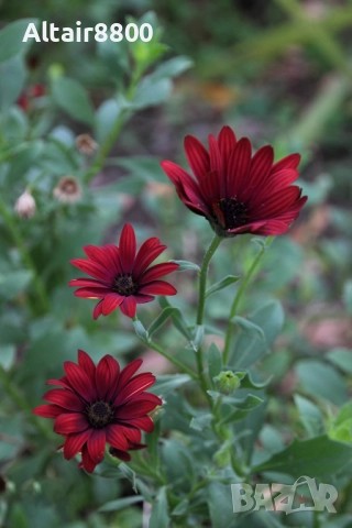 Tamron 18-270mm f/3.5-6.3 Di II VC PZD EF-S обектив Канон, снимка 7 - Обективи и филтри - 52517996