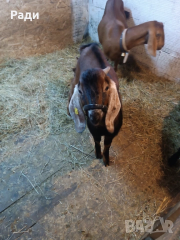 Продавам младо породисто пръчле.