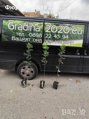 Скоруша - Sorbus domestica, снимка 4 - Разсади - 52109027