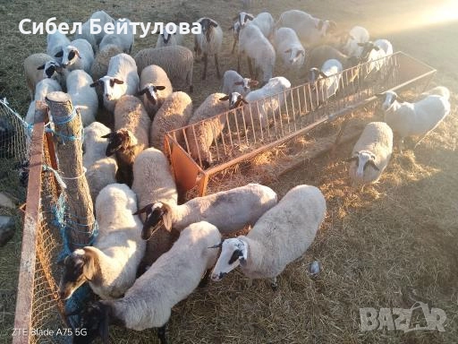 Продавам овце,агнета и кочове., снимка 5 - Овце - 52381749
