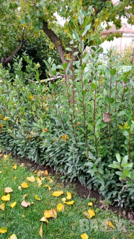 Дафина дафинов лист разсад