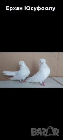 Токачки Зайци, снимка 10 - Други животни - 53297235