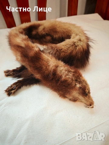 Продавам Две Обработени Кожи от Норка , снимка 4 - Антикварни и старинни предмети - 53330522