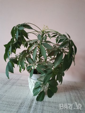 Шефлера - млади растения , снимка 3 - Стайни растения - 29690994