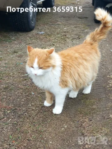 Бездомно красиво мъжкко коте търси топъл дом., снимка 1