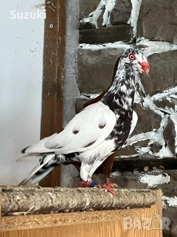 Гълъби - Датски летачи и Спортни пощенски, снимка 13 - Гълъби - 52565161