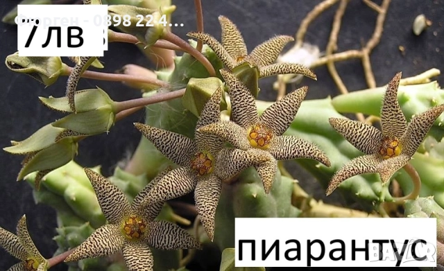 Стапелия (Stapelia) – Пиарантус и Вариагата 🌵⭐, снимка 2 - Разсади - 51010518