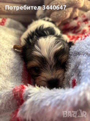 Мъжко йорки, снимка 7 - Йоркширски териер - 52553604