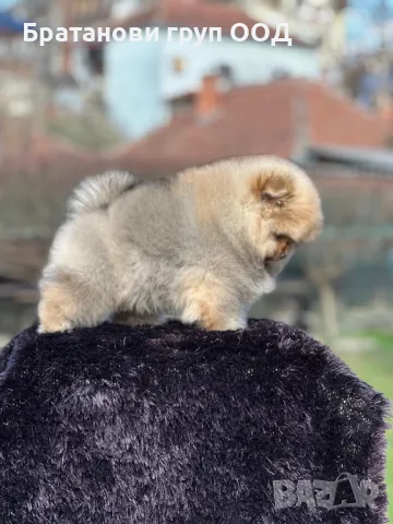 Померан с родословие , снимка 6 - Померан - 49411648