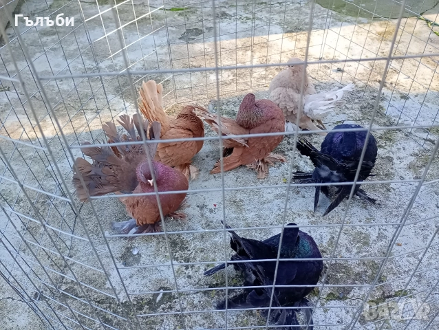 Ростовски гълъби , снимка 4 - Гълъби - 51955942