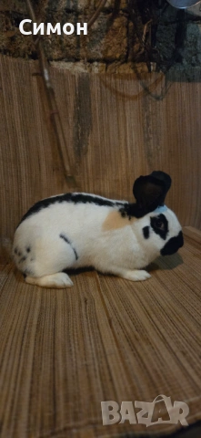 Зайци , снимка 6 - Други - 53237510