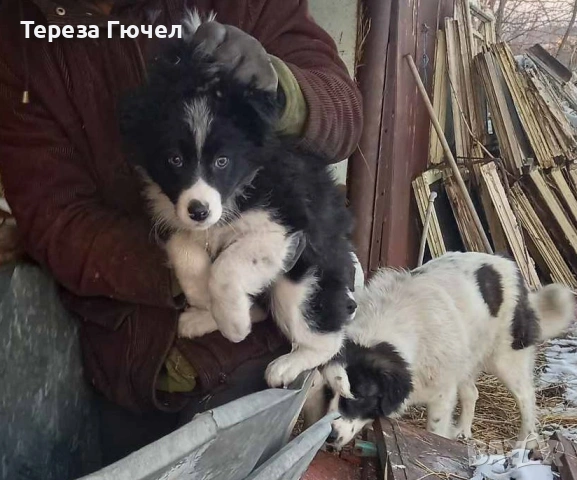 🐶 Каракачански  кученца –  каракачанки (каракачанка)🐾, снимка 10 - Каракачанска овчарка - 50196522