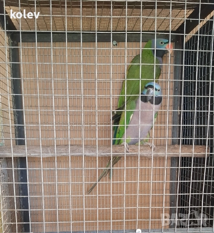 Папагали Китайски Александър/ двойка, снимка 3 - Папагали - 52930682