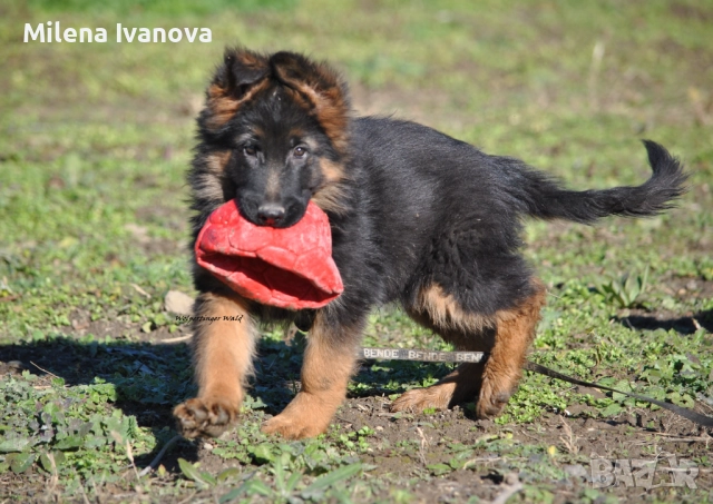 Мъжко кученце с дълъг косъм от развъдник 