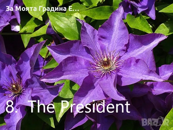 Клематис - 28 различни сорта , снимка 9 - Градински цветя и растения - 49760995