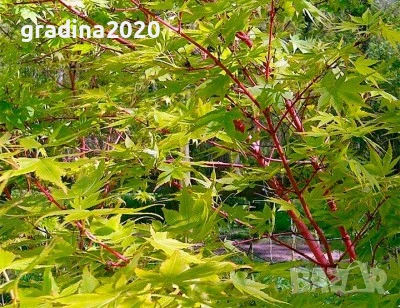     Ацер - Санго Каку, снимка 3 - Разсади - 50635841