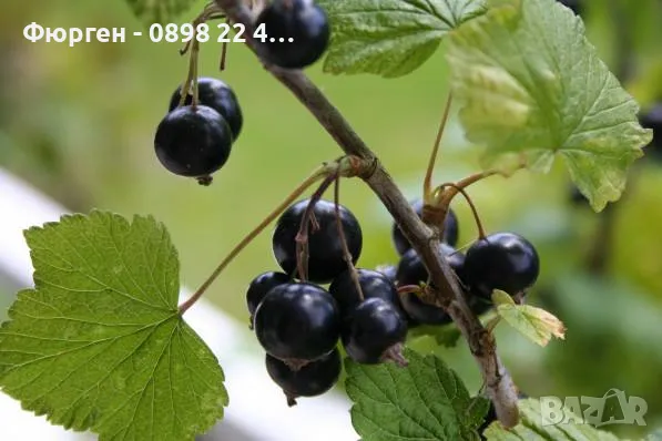 Касис - Разсад , снимка 9 - Разсади - 37551919