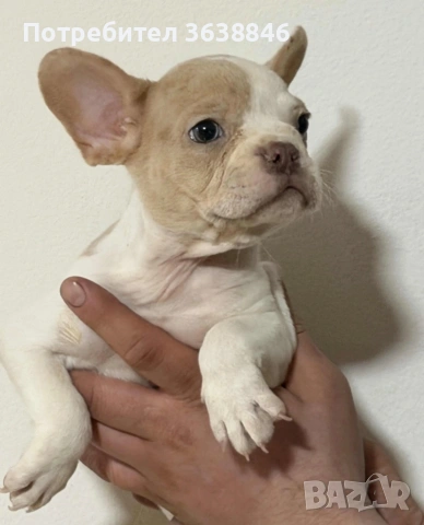 Френски булдок, снимка 4 - Френски булдог - 53592413
