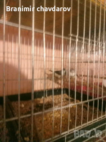 Продавам трастикови  белолики гулдови амадини, снимка 8 - Амадини - 50845325