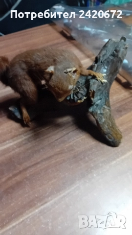 препарирана катерица