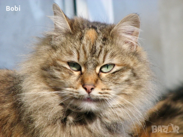 Canon PowerShot S3 IS, снимка 12 - Фотоапарати - 53474784