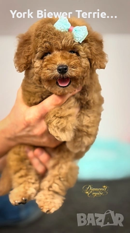 Той Пудел. Контактно къдряво момиче за семейство с деца!
