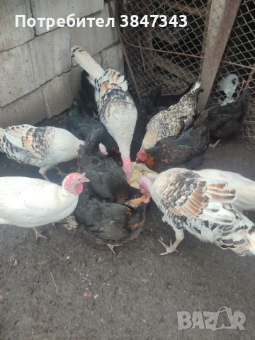 Млади пуйки, снимка 5 - други­ - 53121971