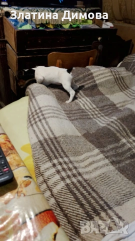 Джак ръсел териер, снимка 12 - Джак ръсел териер - 53458861