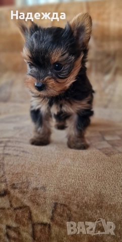 Йоркширски териер , снимка 4 - Йоркширски териер - 52730154