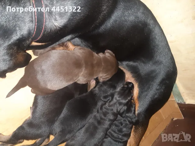 Гончета от работещи родители  , снимка 1