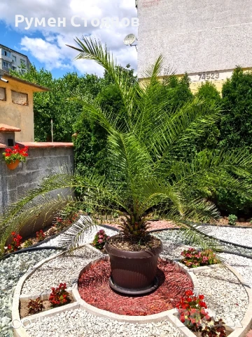 Финикова палма