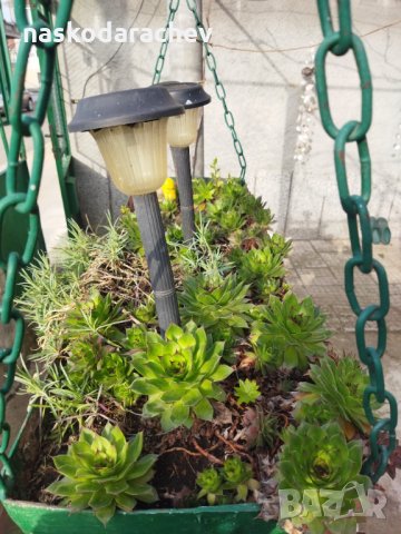 Делелец, африканска роза, снимка 2 - Градински цветя и растения - 32619829