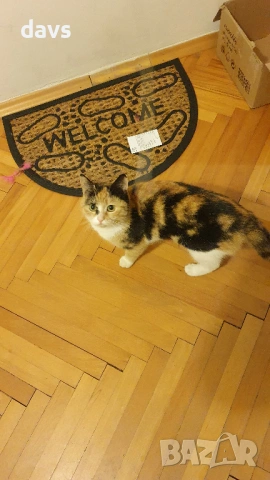 Приемен / постоянен Дом за трицветна принцеса, снимка 6 - Други - 53331402