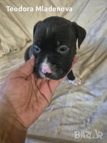 Продавам питбулчета , снимка 6 - Други животни - 53249389