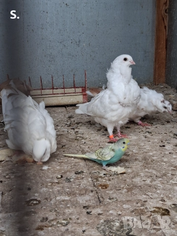 Чайки , снимка 2 - Гълъби - 50774390