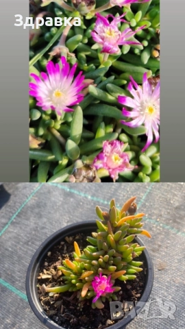 Делосперма 7 цвята , снимка 5 - Градински цветя и растения - 50675838