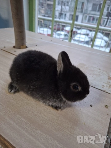 Декоративни зайчета джуджета