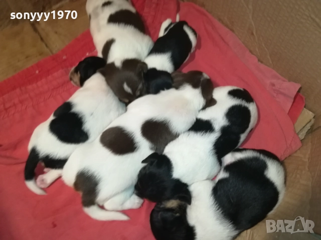 ДЖАК РЪСЕЛ-250ЛВ ЗА СЛАДКО КУТРЕ ПО ИЗБОР 2708251117, снимка 15 - Джак ръсел териер - 51505975