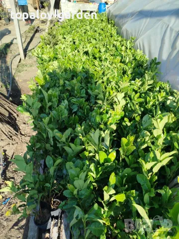 лавровишна, снимка 2 - Градински цветя и растения - 47864264