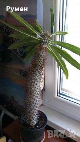 Пахиподиум, Мадагаскарска палма, снимка 2 - Стайни растения - 26883675