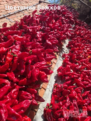 🌶️ Домашни сушени червени чушки – истински вкус от градината! 🌶️ НА ЕДРО!!!, снимка 4 - Домашни продукти - 52280937