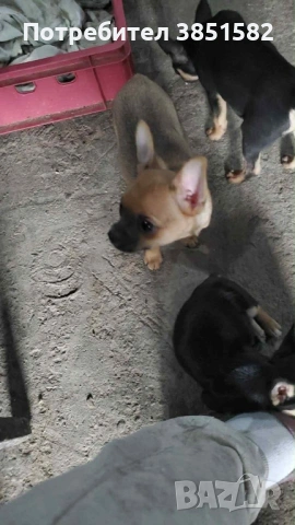 Чихо-пинчер, снимка 5 - Пинчер - 53187817