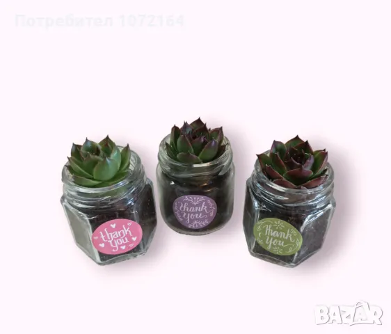 Сукуленти ( алпийска роза ), снимка 2 - Градински цветя и растения - 49857075