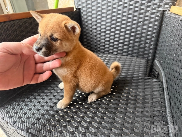 Шиба Ину Актуално от 5.12.2025