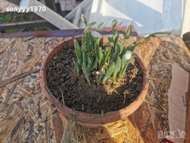 ЕКО КОКИЧЕ-ДОМАШНО 3001261607, снимка 11 - Градински цветя и растения - 53285139