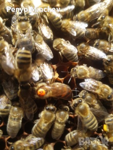 Пчелни семейства (малки) Отводка карника Carnica, снимка 6 - Други - 43328043