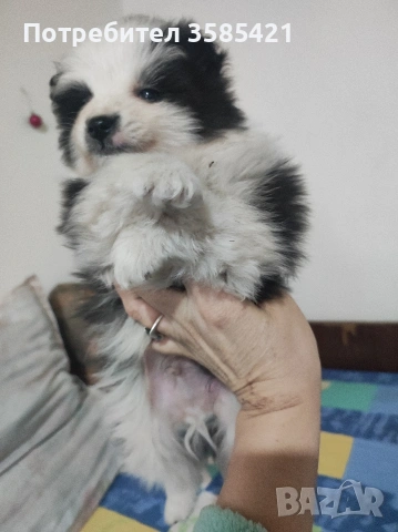 Немски шпиц момичета и момчета търсят новите си грижовни стопани!, снимка 2 - Шпиц - 53007262