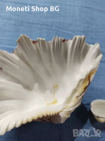 Океански дарове., снимка 5 - Други ценни предмети - 49000275